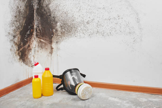 Best Industrial Mold Remediation in Nroe City, MO