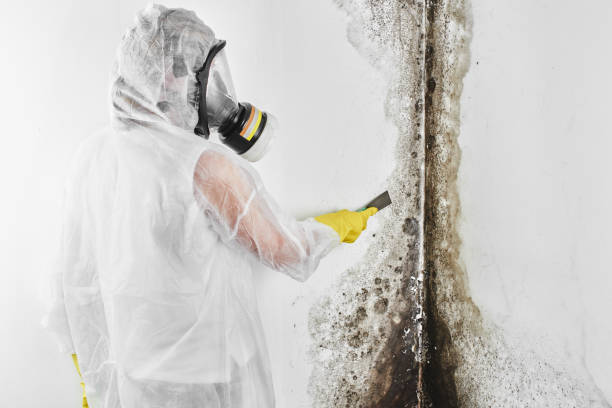 Best Preventive Mold Services in Nroe City, MO