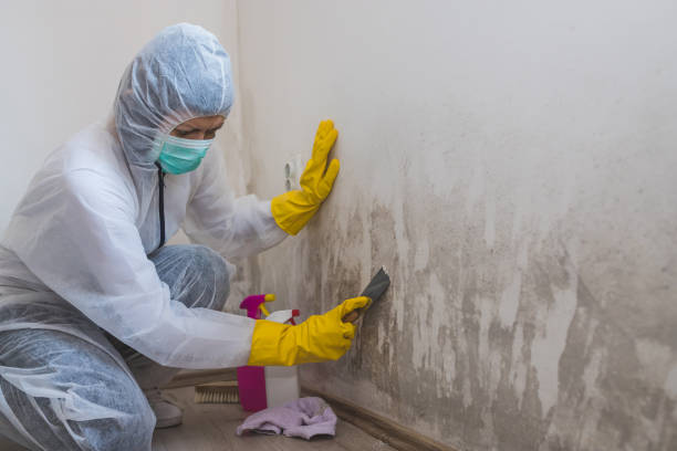Best Basement Mold Remediation in Nroe City, MO