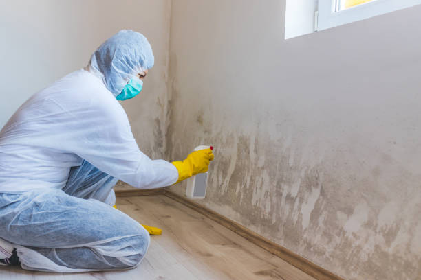 Best Mold Testing and Inspection Services in Nroe City, MO