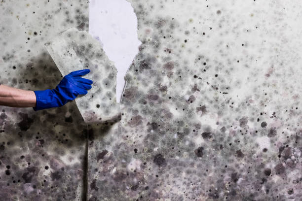 Best Post-Flood Mold Remediation in Nroe City, MO