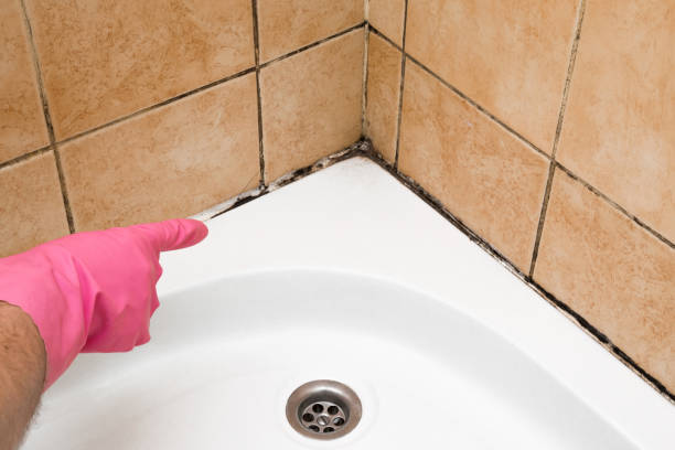 Best Emergency Mold Remediation in Nroe City, MO